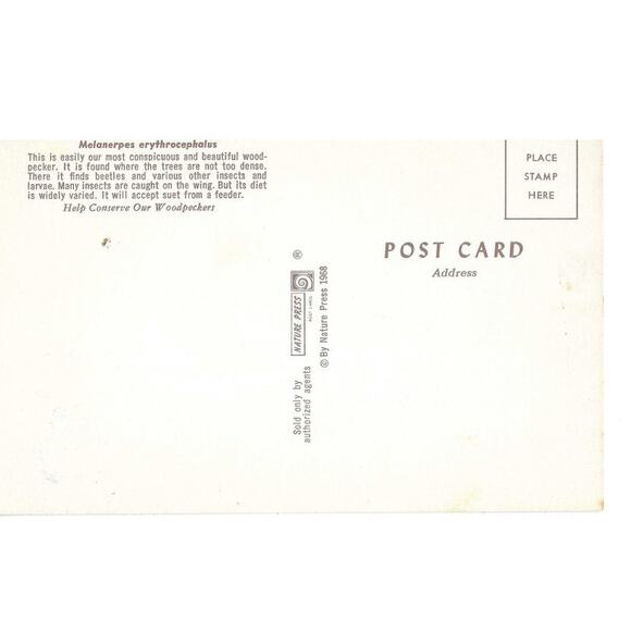 Red-Headed Woodpecker Postcard Unposted - Picture 2 of 2